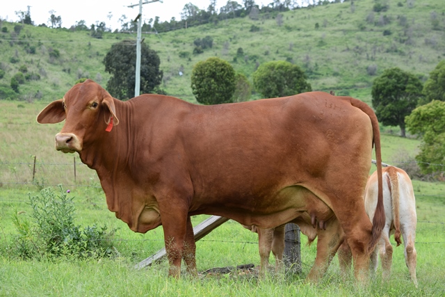 Bryvonlea Mynalla